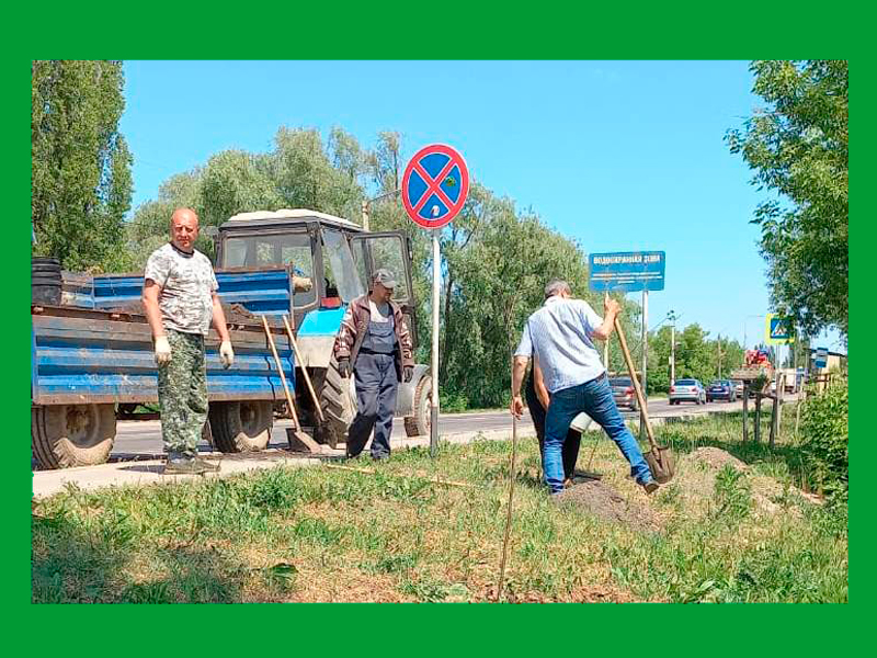 В Новой Усмани высажены 24 липы.