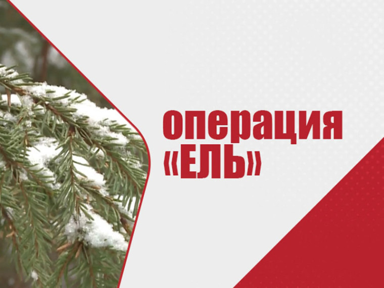 В Воронежской области стартовала экологическая акция «Операция «Ель». В Воронежской области стартовала экологическая акция «Операция «Ель».